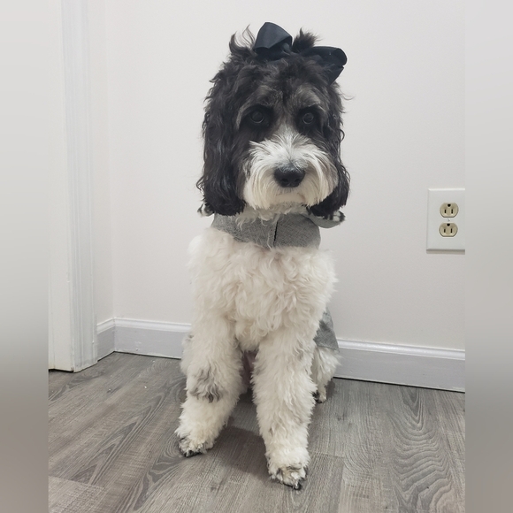 1839- Friends Forever Dog Dress Faux Fur NWT - Picture 12 of 12